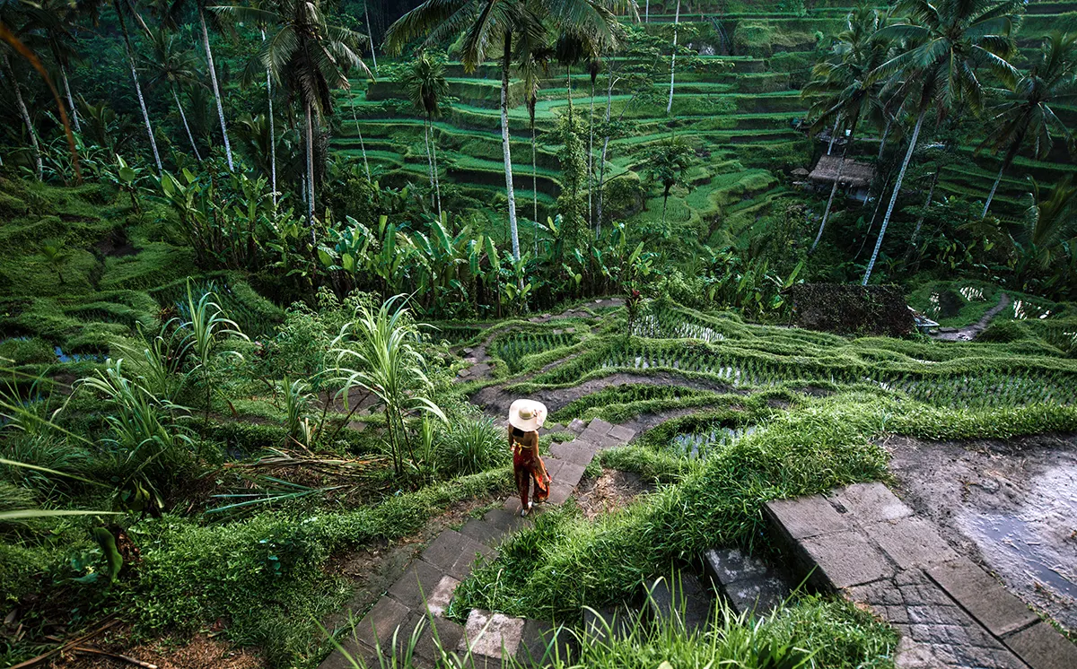 tegallalang-rice-terraces
